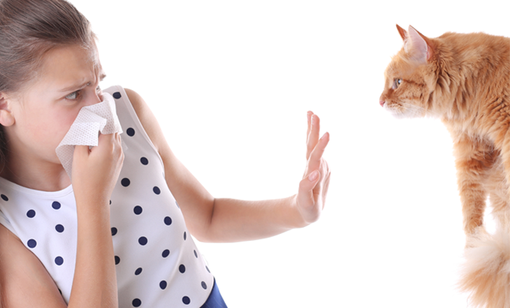 alergia-gato